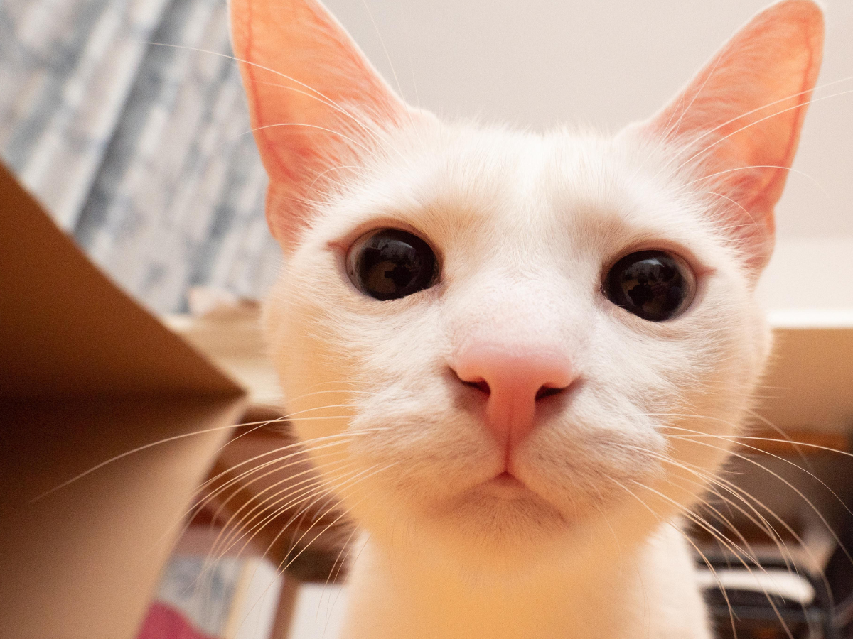 How to Train a Cyber Cat